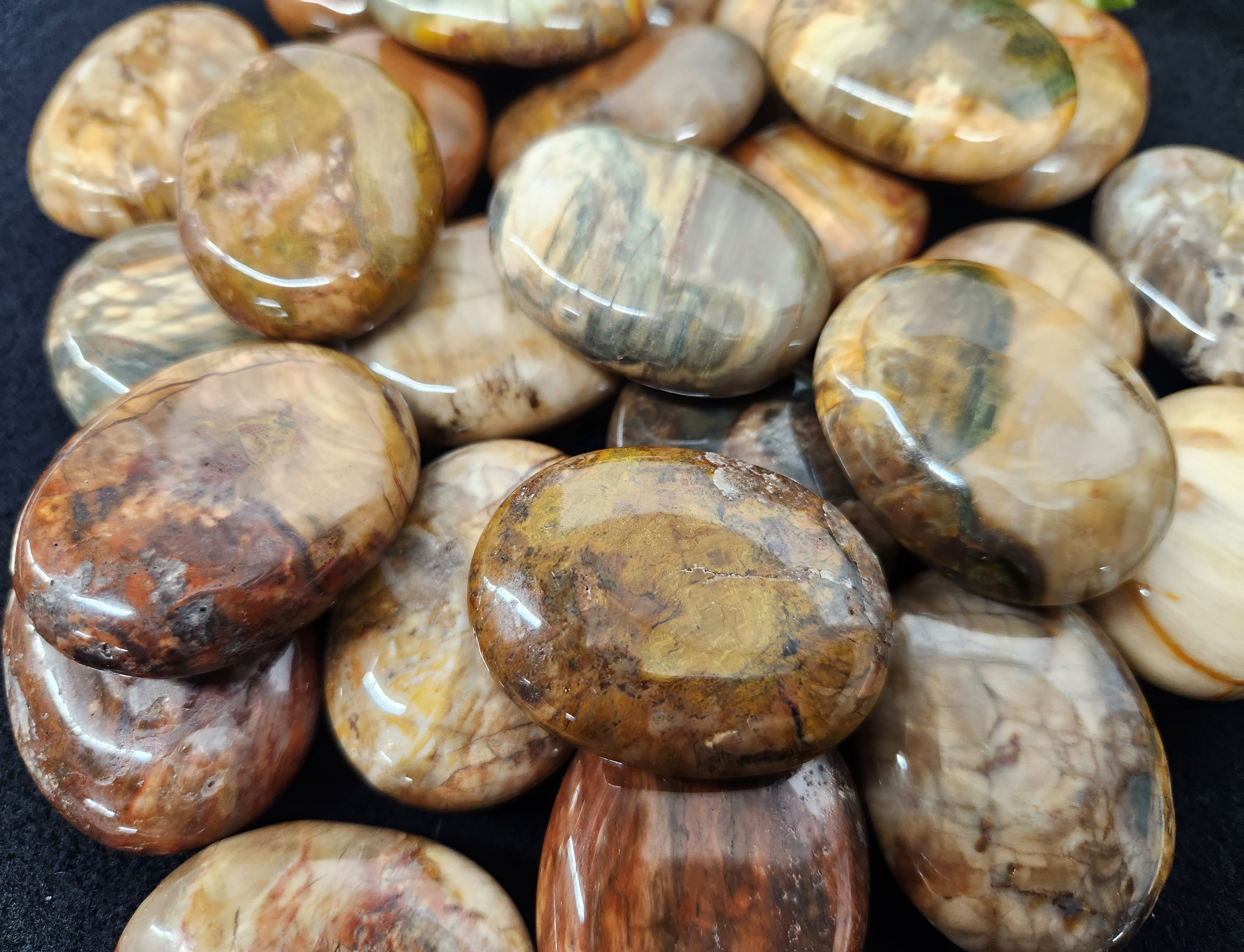 Petrified wood Palm Stones//Pillow shape Calibrated